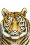 tiger_wildlife_Step10.jpg