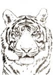 tiger_wildlife_Step02.jpg