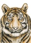 tiger_wildlife_Step08.jpg