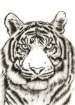 tiger_wildlife_Step07.jpg